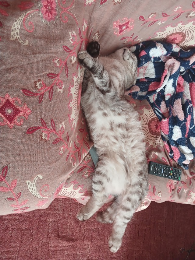 Наши коты