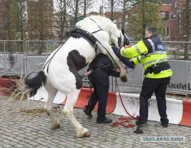 Американский юмор