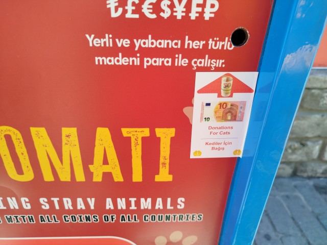 Уличные кошки Стамбула