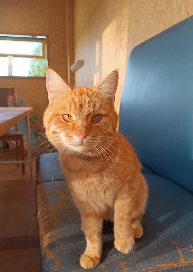 Фотки красивого кота.