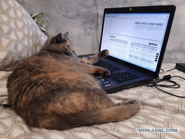 К-котовторник