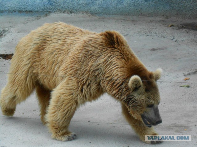 Деревенская Америка