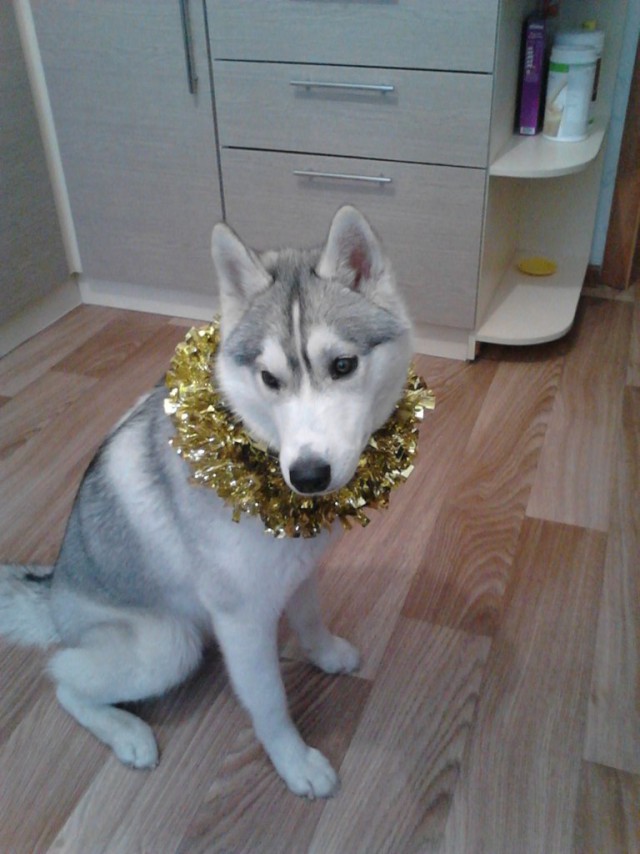 Собакочетверг на 02.01.2014