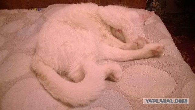 Котовторник 04.03.2014