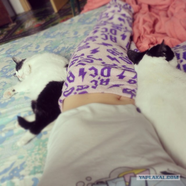 Котовторник 18.03.2014