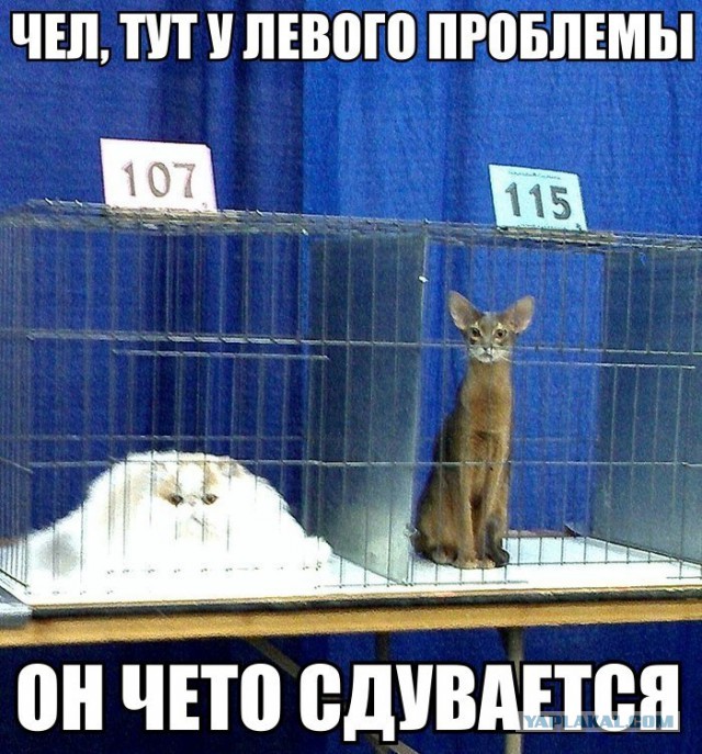 Фотки из интернета.