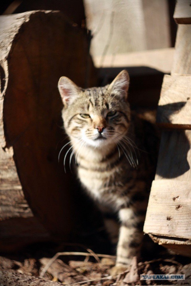 Котовторник 22.04.2014