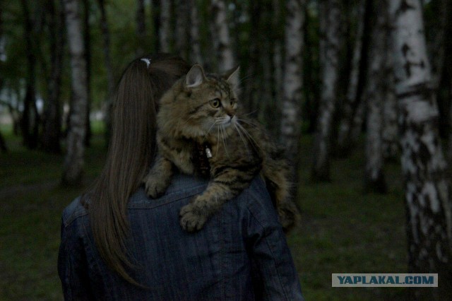 Любителям кошек