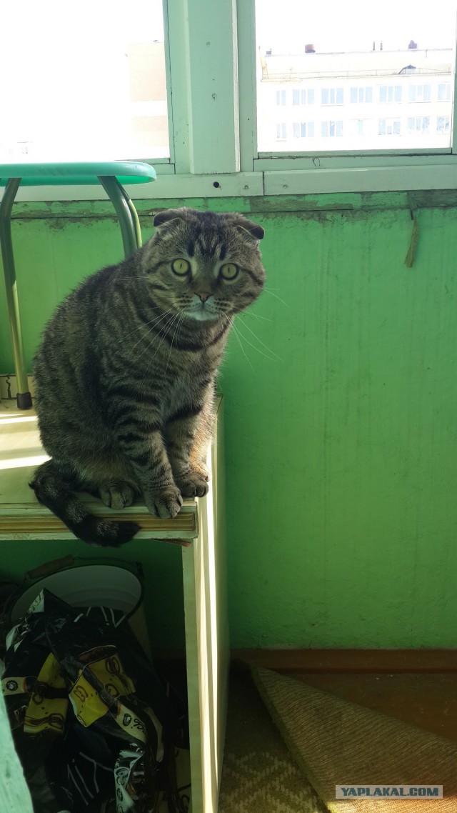Котовторник 12.08.2014