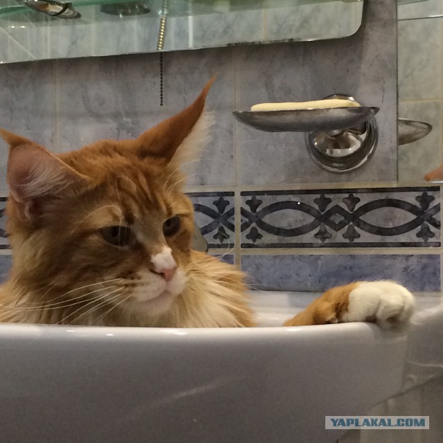 Котовторник 11.11.2014