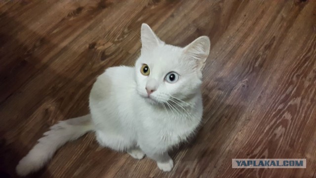 Котовторник