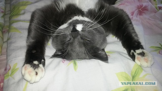 Котовторник 27.01.2015