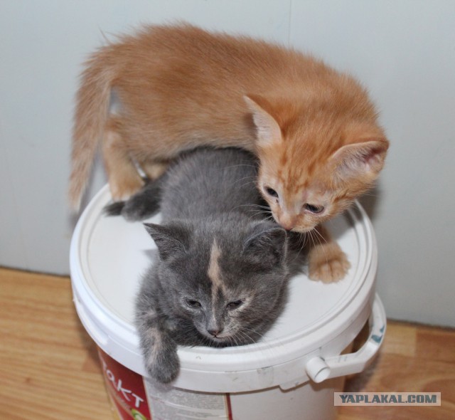 Котовторник 31.03.2015