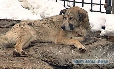 В Перми запланировано массовое уничтожение