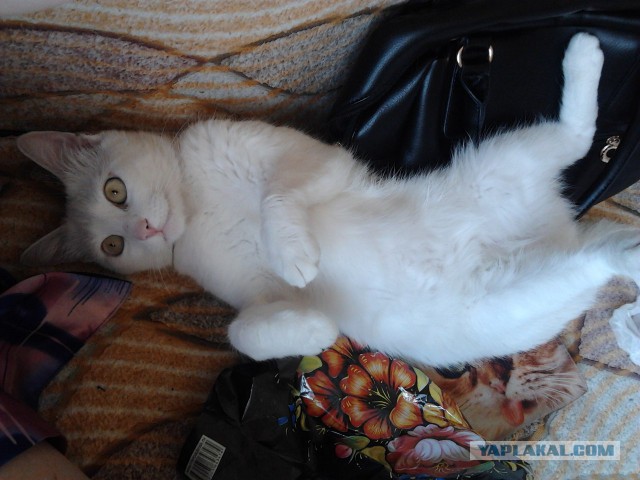 Котовторник 30,06, 2015