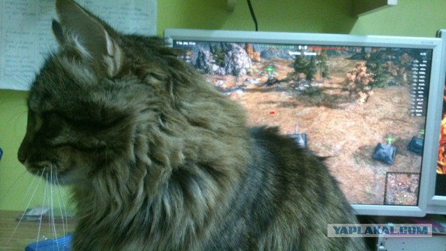 Котэподборка