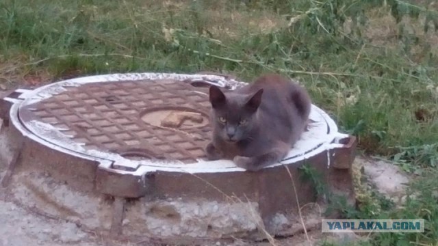 Котовторник 25.08.2015