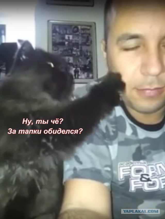 Чёрный кот