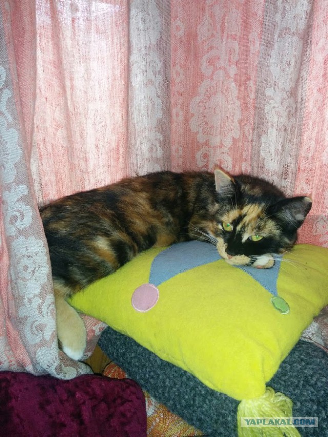 Котовторник 15-09-2015 !