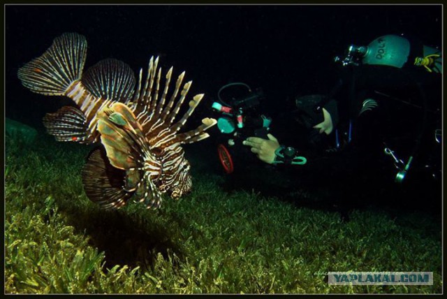 Красное море