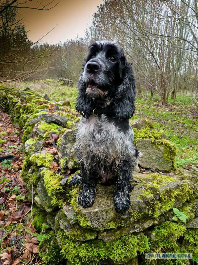 Собакочетверг