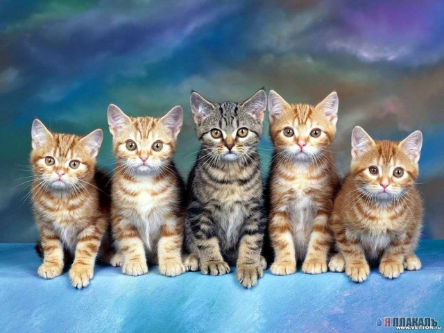 Вторничный котомёт