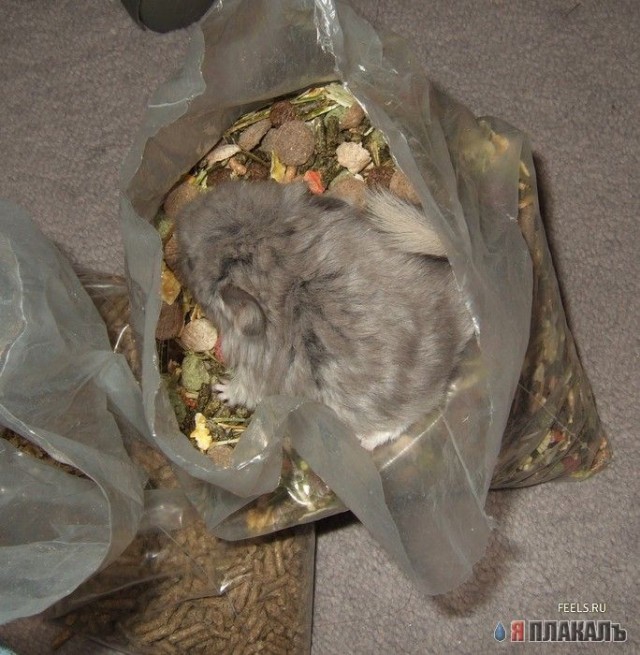 Братцы-кролеги