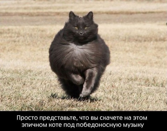 В Австралии во время матча по регби на поле выбежал афигенный черный кот
