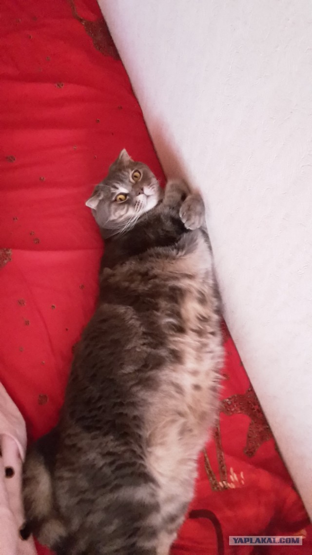 Котовторник 04.10.16