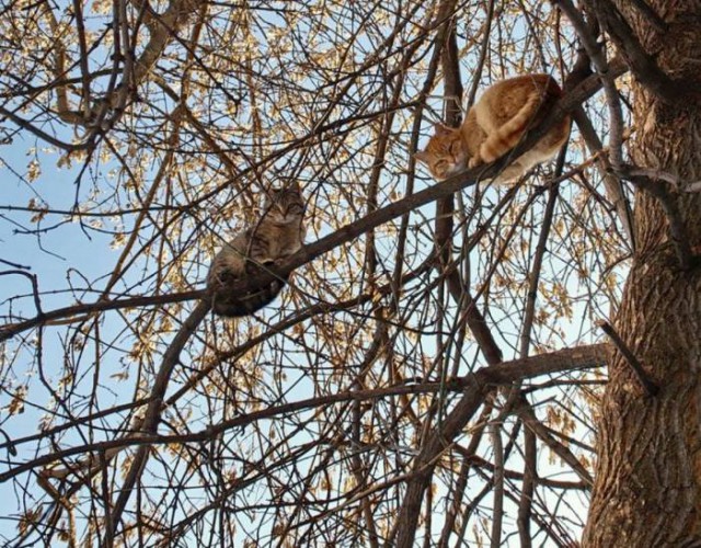 Коты из сети