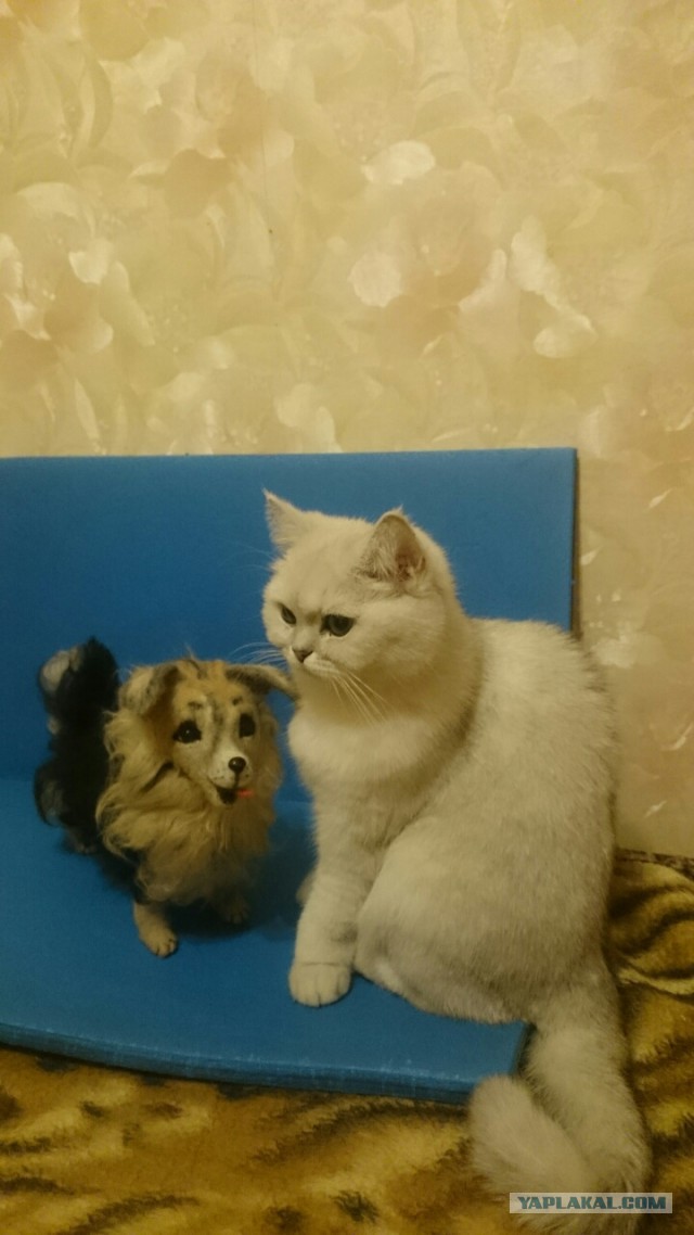 Котовторник 24.01.2017