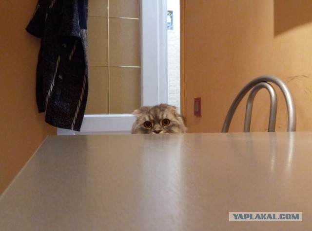 Котовторник  14.02.2017