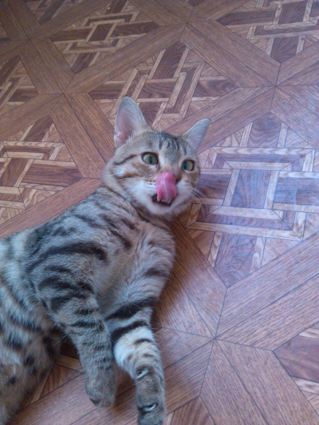 Коты и Кошки