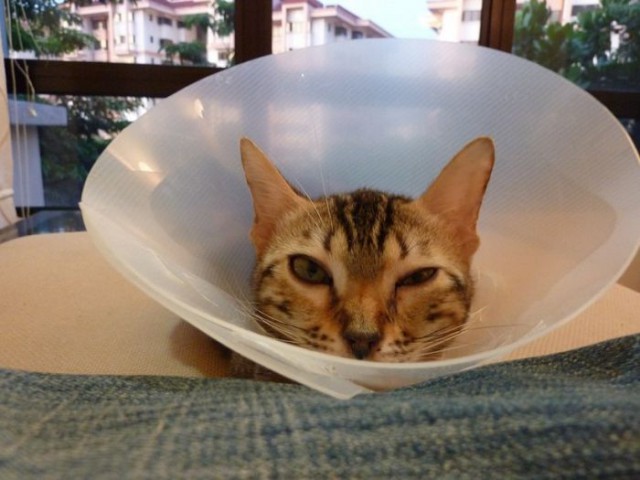 Коты и Кошки