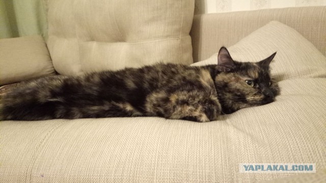Котовторник 8.08.2017