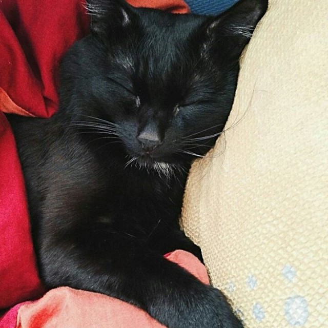 Коты и Кошки