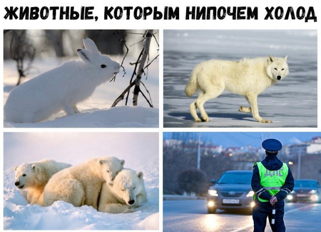 Подборка интересных и веселых картинок