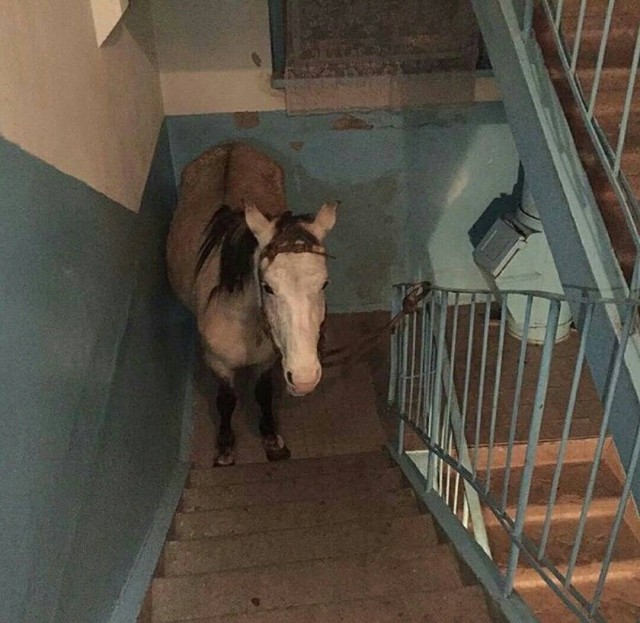 Живность из сети