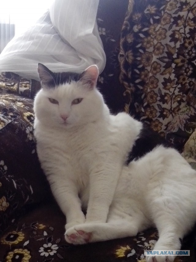Котовторник 20.02.18