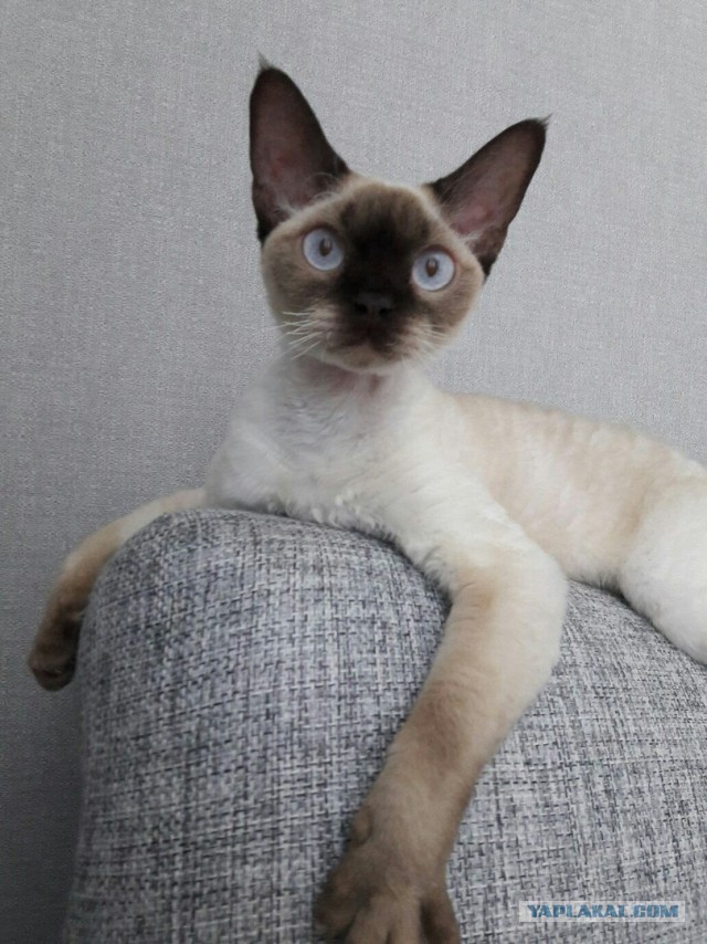 Котовторник 24.04.2018