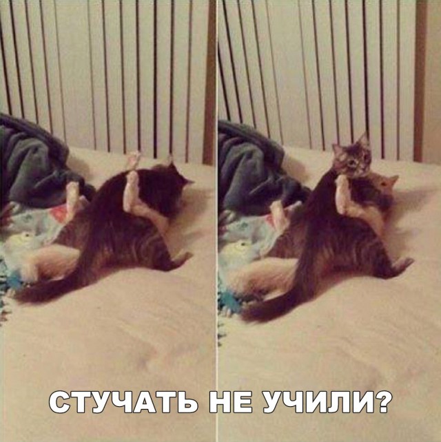 Кот без прикрас