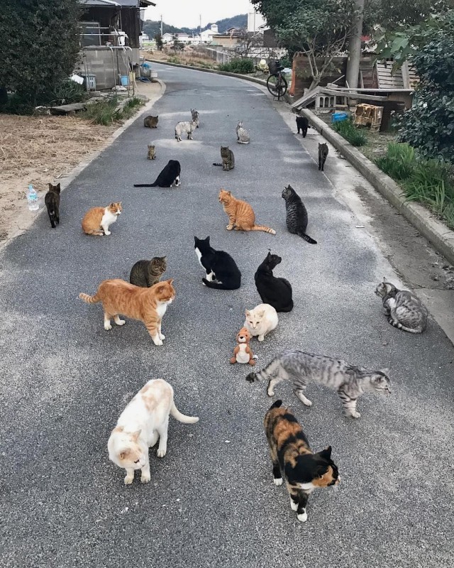 Прикольных котов пост
