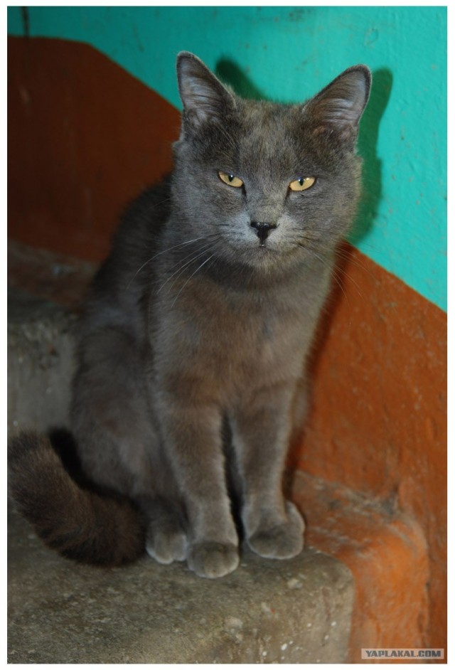 Ура, котовторник! (01.07.2008)