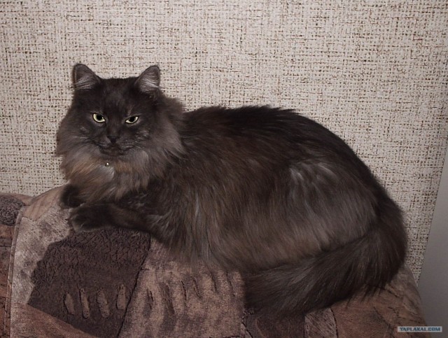 Коты на вторник на ЯПлакалъ (07.10.2008)