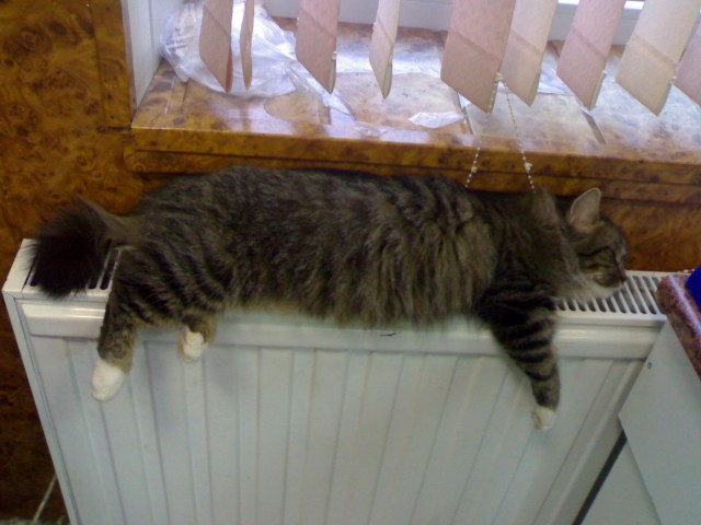 Котовторник - С праздником, котоводы!