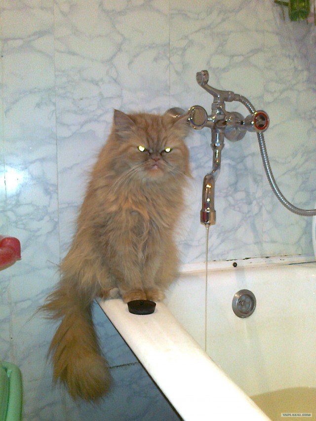 It's Catursday Fever! (Котовторник)