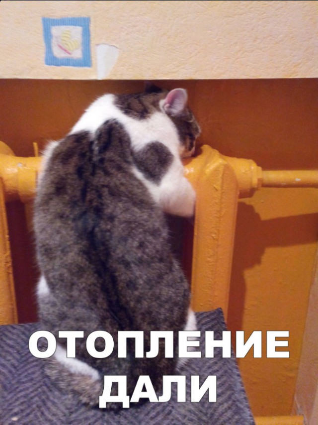 Немного милоты