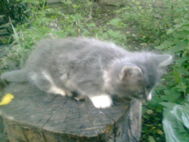 Котовторник  07.06.11