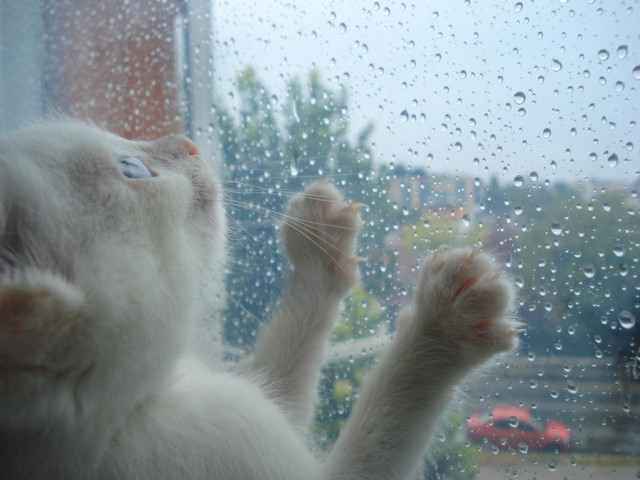 Котовторник! 08.11.11
