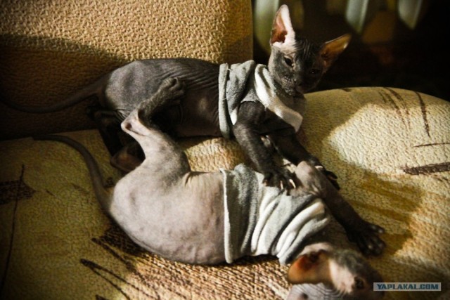Котовторник (31.01.2012)